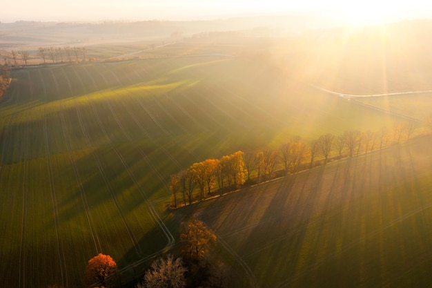 已婚女人梦见杏子熟了是什么意思